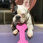Bone Ultra Durable Nylon Chew Toy